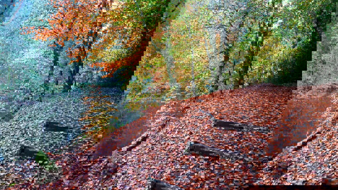 Wooden steps lead up a path covered in fallen autumn leaves beside the river