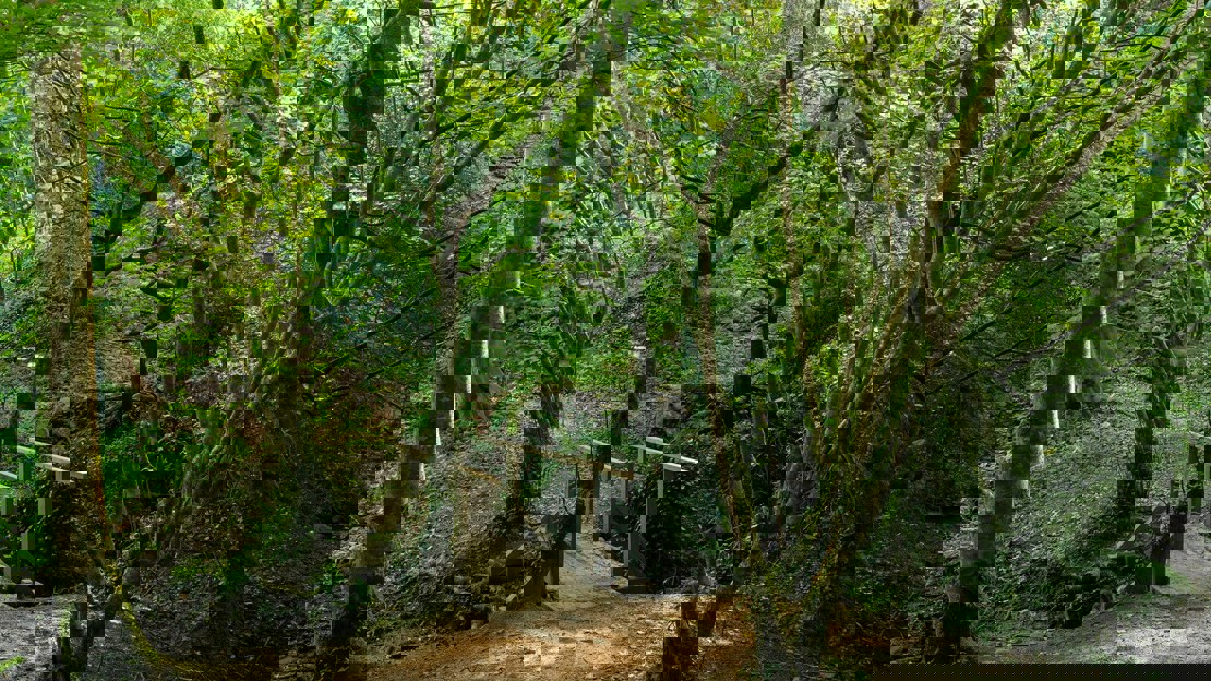 Small wooden bridge over a stream in woodland