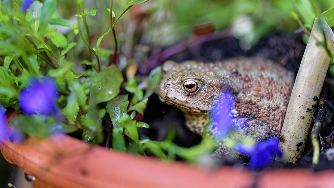 A common toad sitting in a plant pot surrounded by leaves and blue flowers