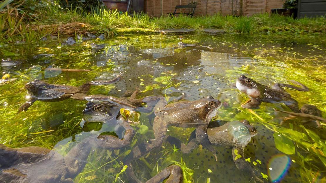 A group of frogs mating in a garden pond in front of a house