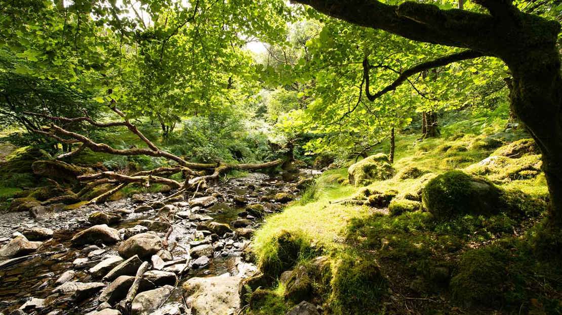 An old tree and mossy bank overhanging a rocky stream in a temperate rainforest
