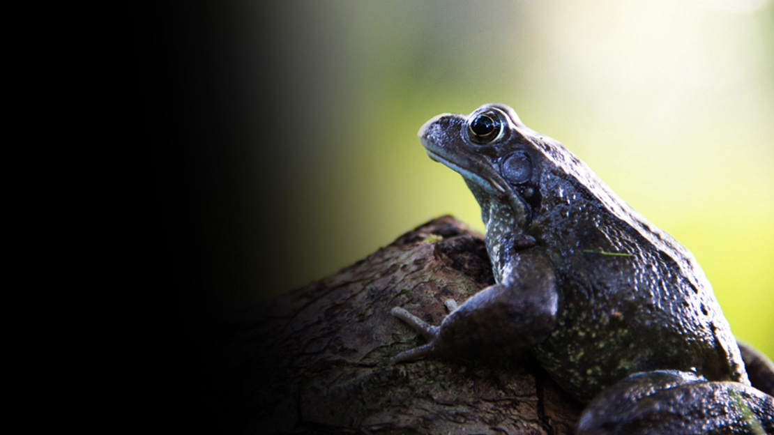 A damp-looking frog sitting on a log