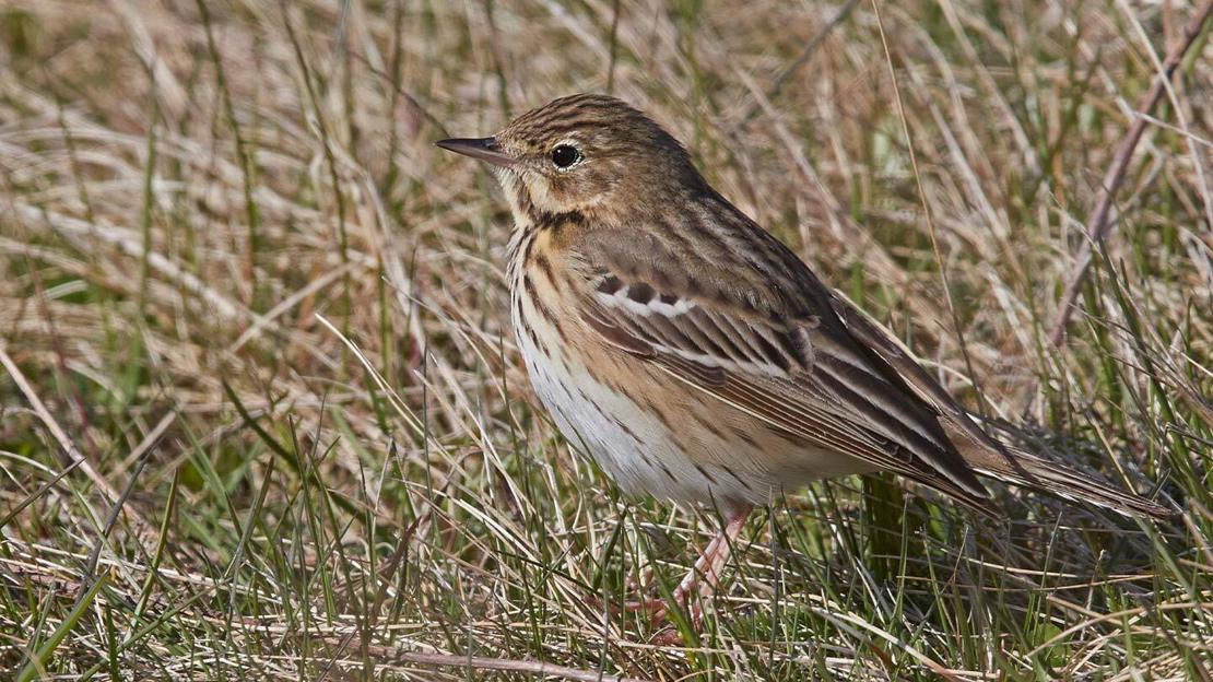 Tree pipit in grassland