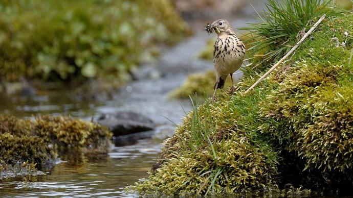 Tree pipit by stream with beak full of insects