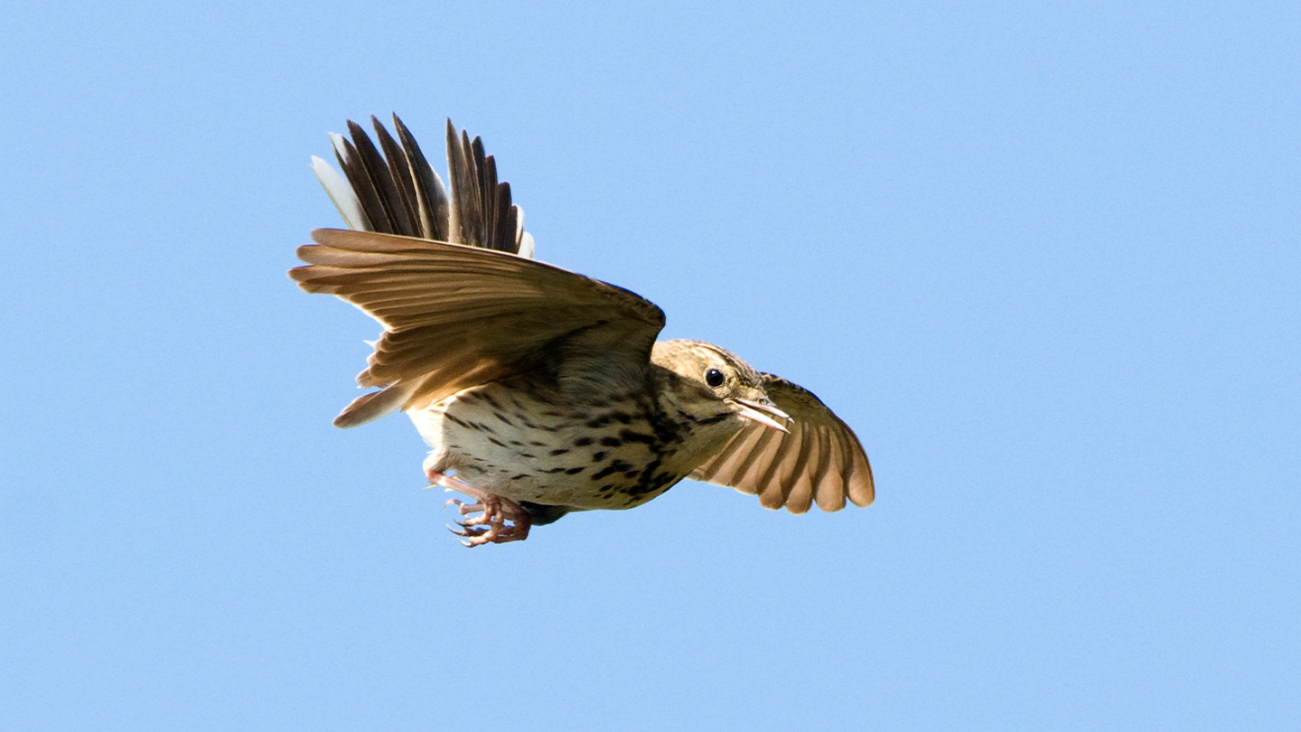 Tree pipit (Anthus trivialis) - Woodland Trust