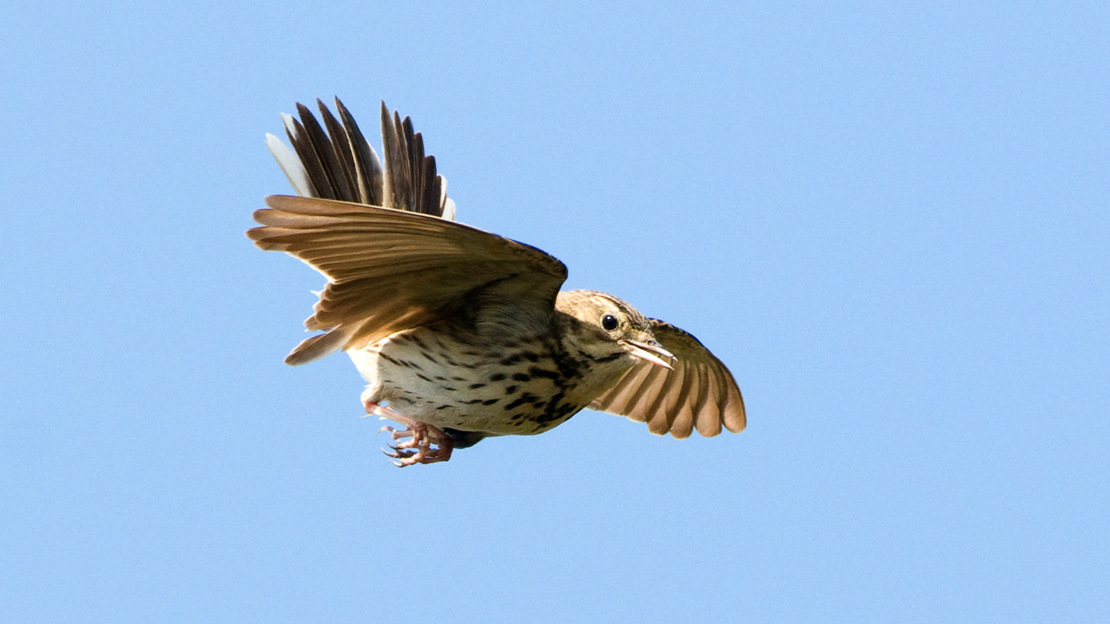 Tree pipit in flight