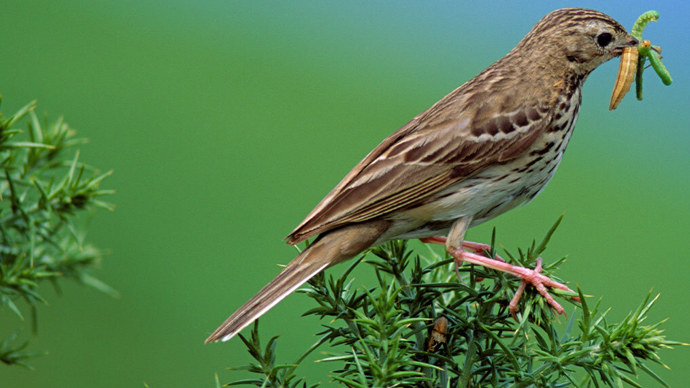 Tree pipit with caterpillar