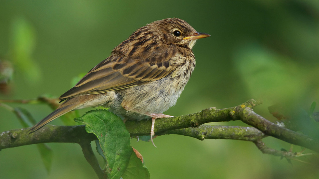 Juvenile tree pipit