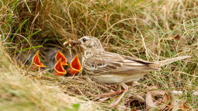 Tree pipit adult feeding young in nest