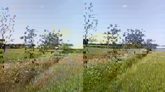 Young trees growing on the boundary between two arable fields