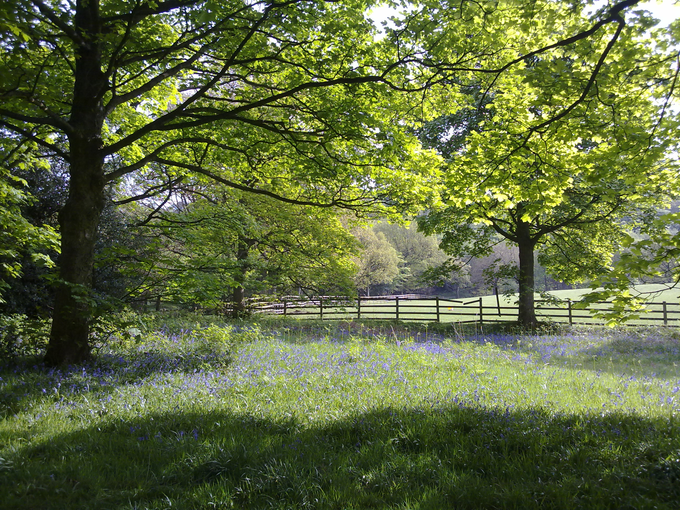 Lever Park - Woodland Trust