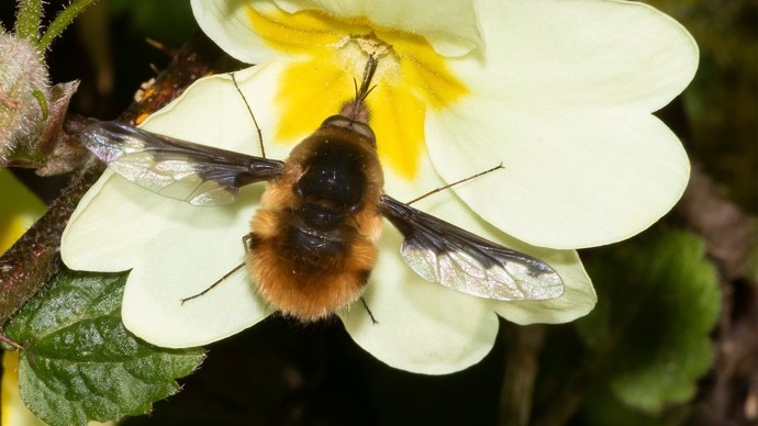 A dark-edged bee-fly drinking nectar from a flower.