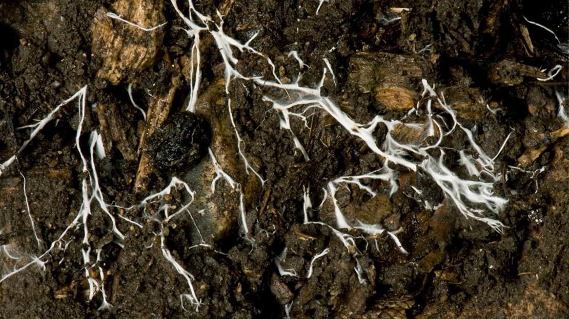 Close up of white fungal threads in dark, damp soil