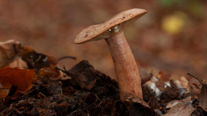 An orange oakbug milkcap mushroom growing from soil with drops of a milk-like substance on its gills