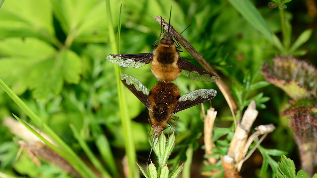 Two dark-edged bee-flies mating while on a plant.