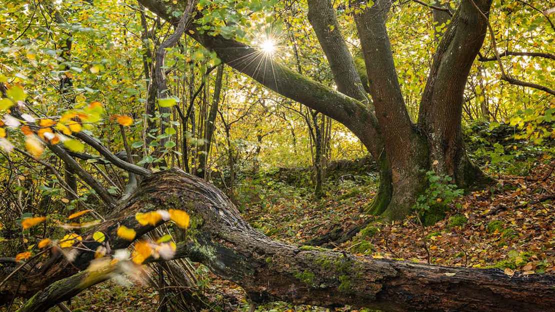 Sun shining through the branches of a tree in a wood with fallen deadwood and orange autumn leaf litter