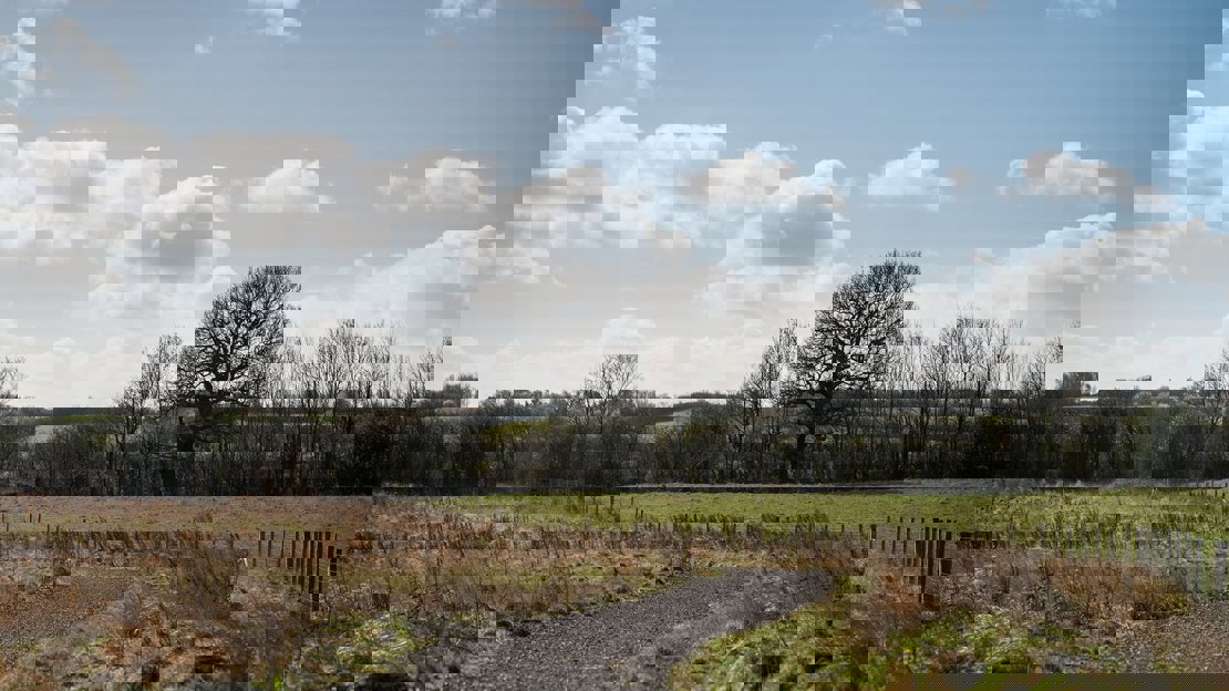 A meandering path through a grassy area with a distant view of bare trees under a blue sky