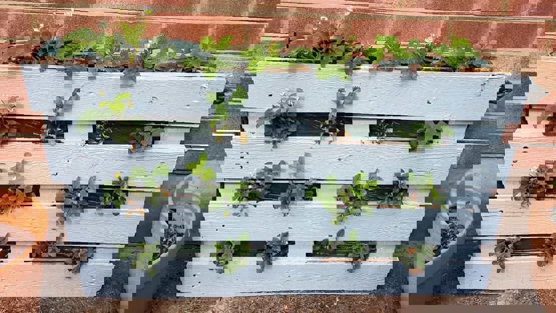 An old wooden pallet painted blue, stood upright with strawberry plants in the gaps