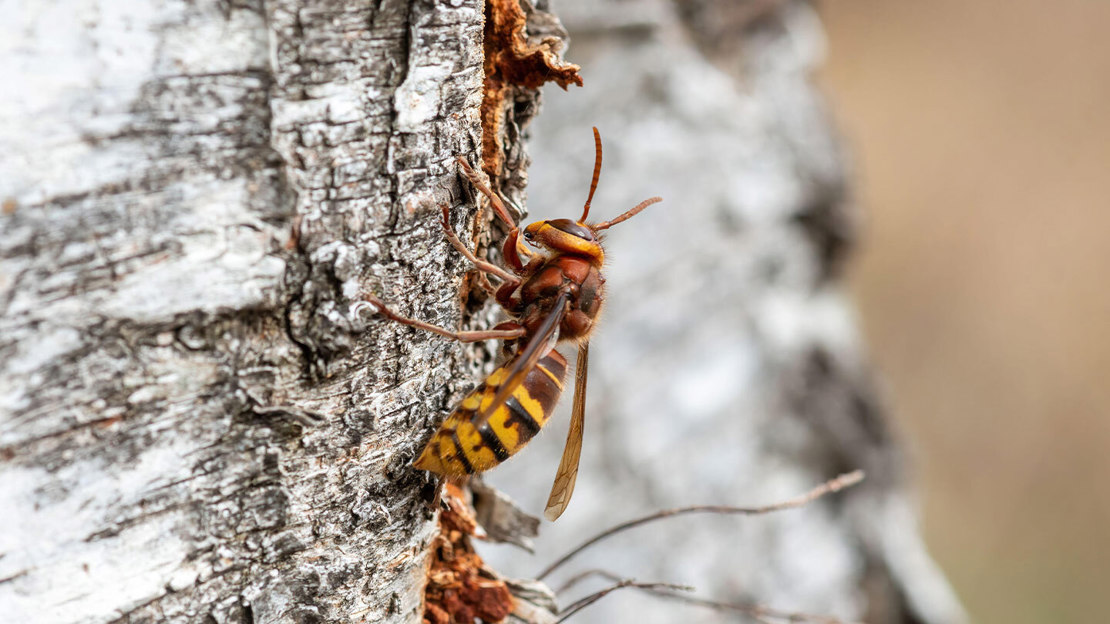 A European hornet standing on a silver birch trunk and drinking sap from a hole in the tree