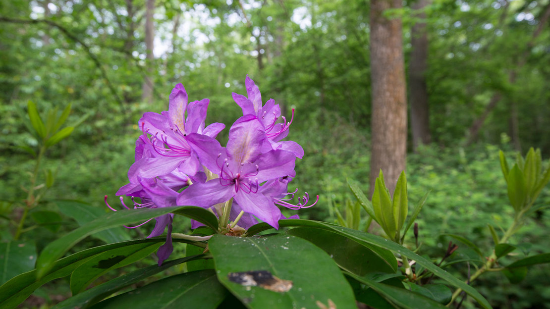 Cluster of rhododendron flowers amongst leafy woodland.