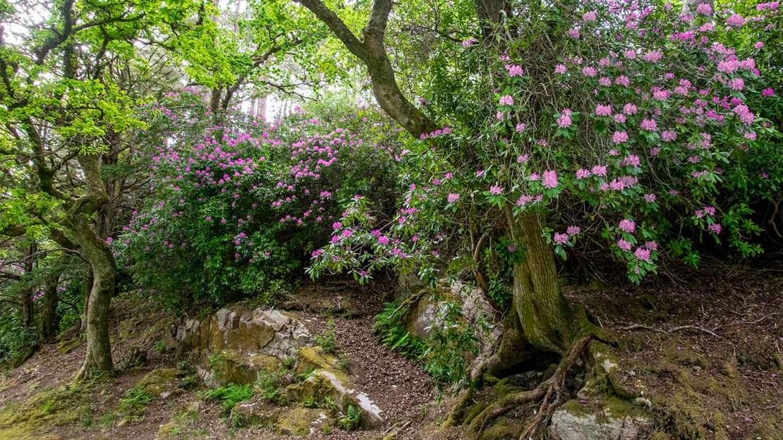 Large rhododendron plants growing amongst woodland.