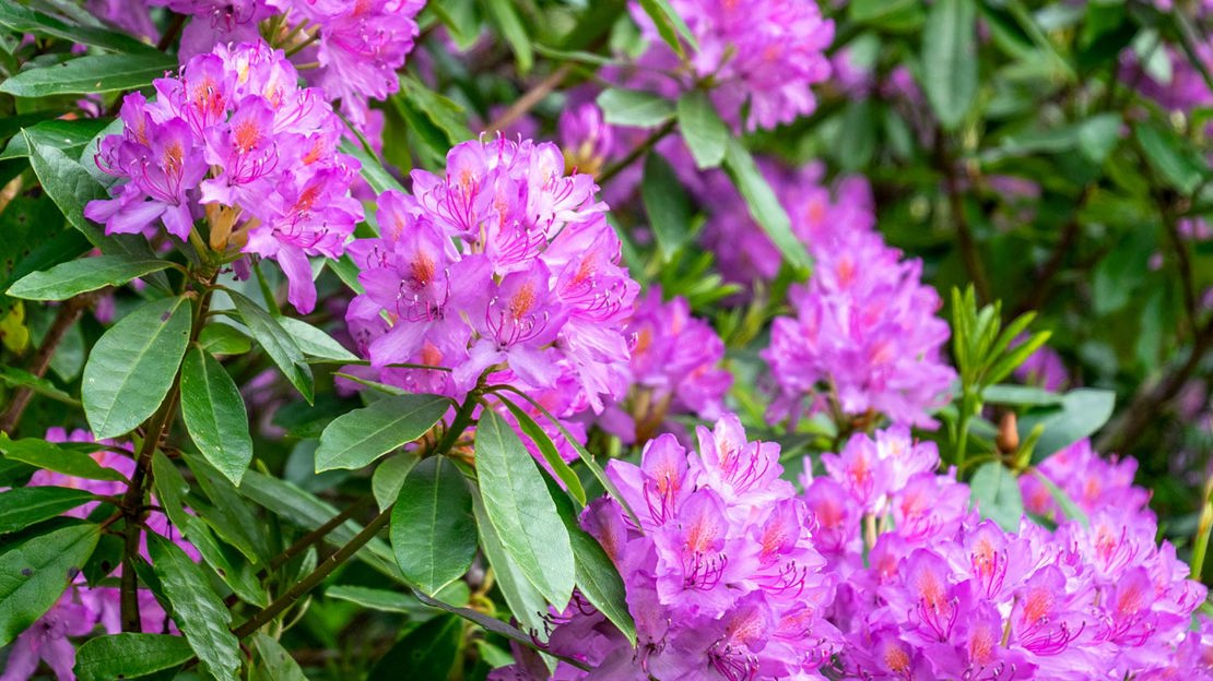 Rhododendron flowers in bloom.