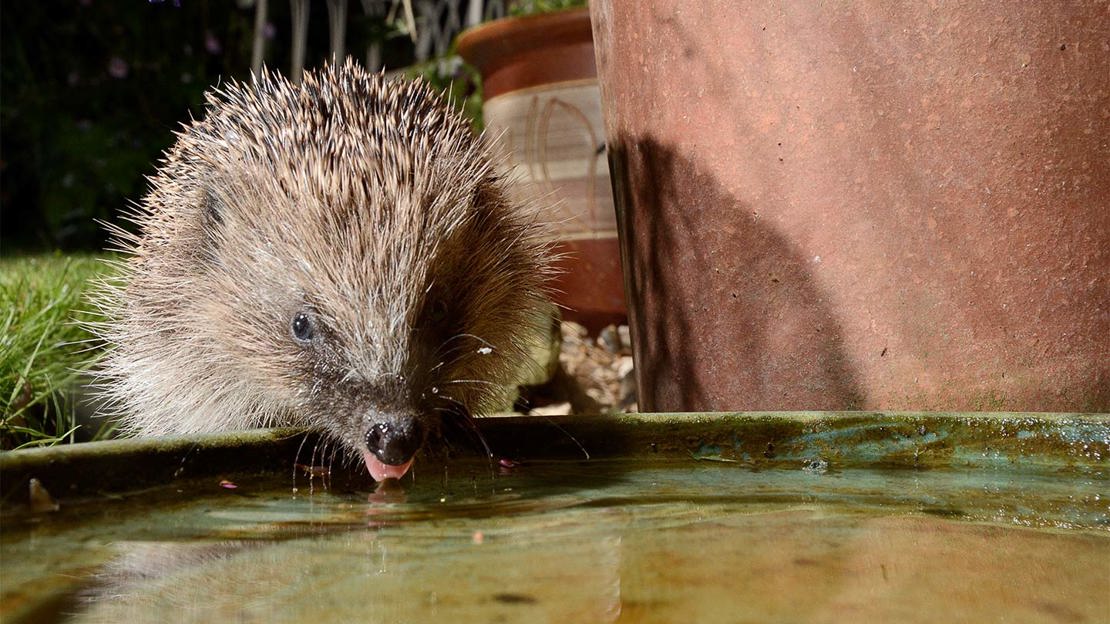 Hedgehofg lapping up water from a bowl left on the garden patio for it to drink from