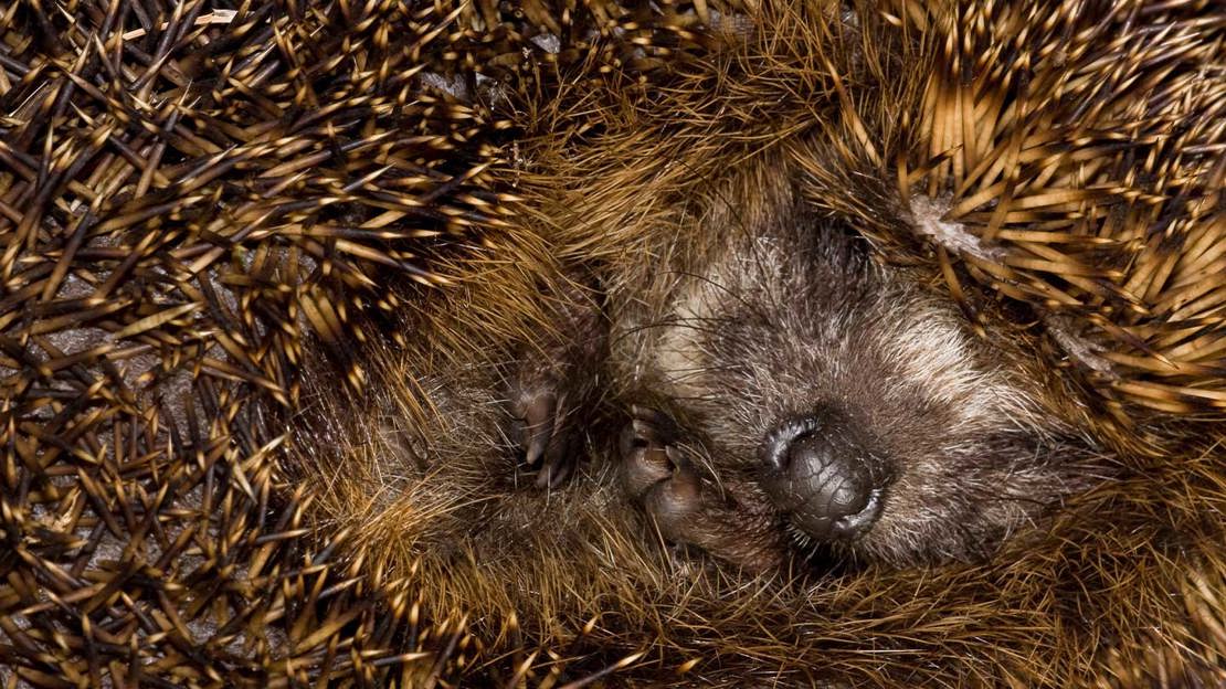 A close up photo of a hedgehog curled up sleeping