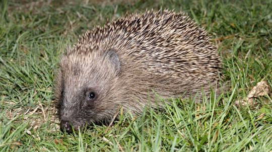 Hedgehog in a garden at night