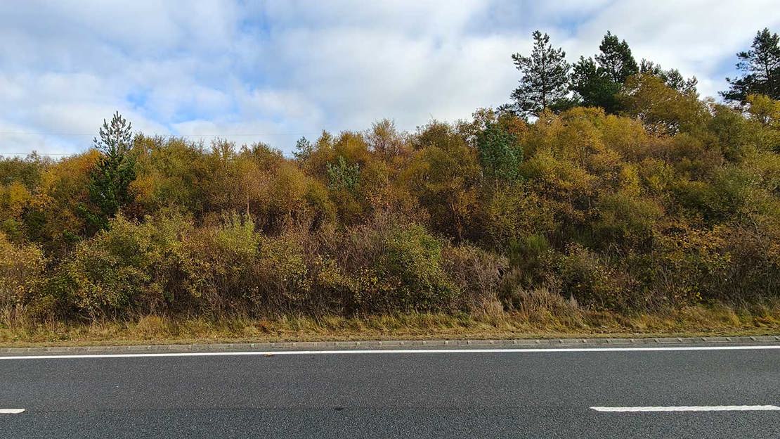 Nature recovery on A9 Scottish road