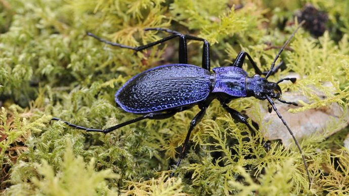 Blue ground beetle walking across pale green moss