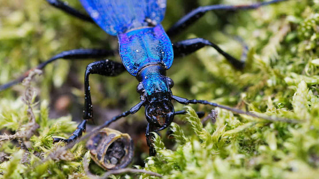 Blue Ground Beetle (Carabus Intricatus) - Woodland Trust