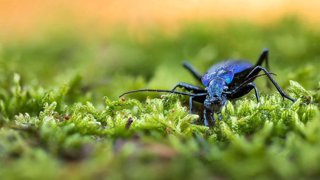 Blue Ground Beetle (Carabus Intricatus) - Woodland Trust
