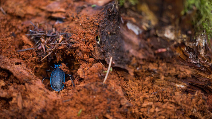 Blue ground beetle visible inside a hole in a rotting log