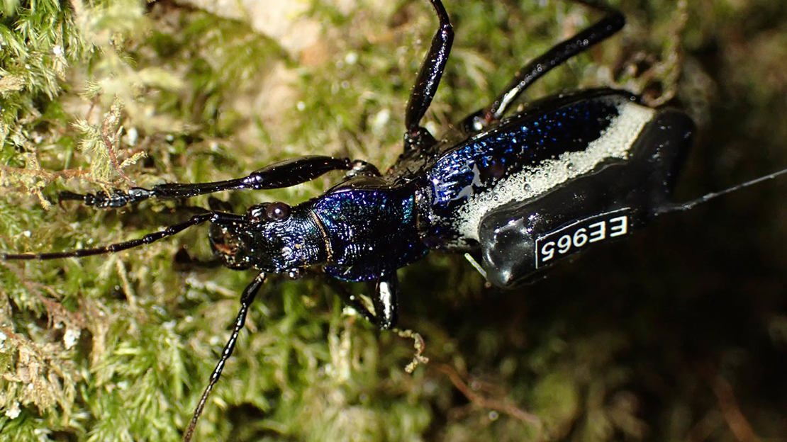Blue Ground Beetle On Tree Bark With Radio Backpack In Rainforest