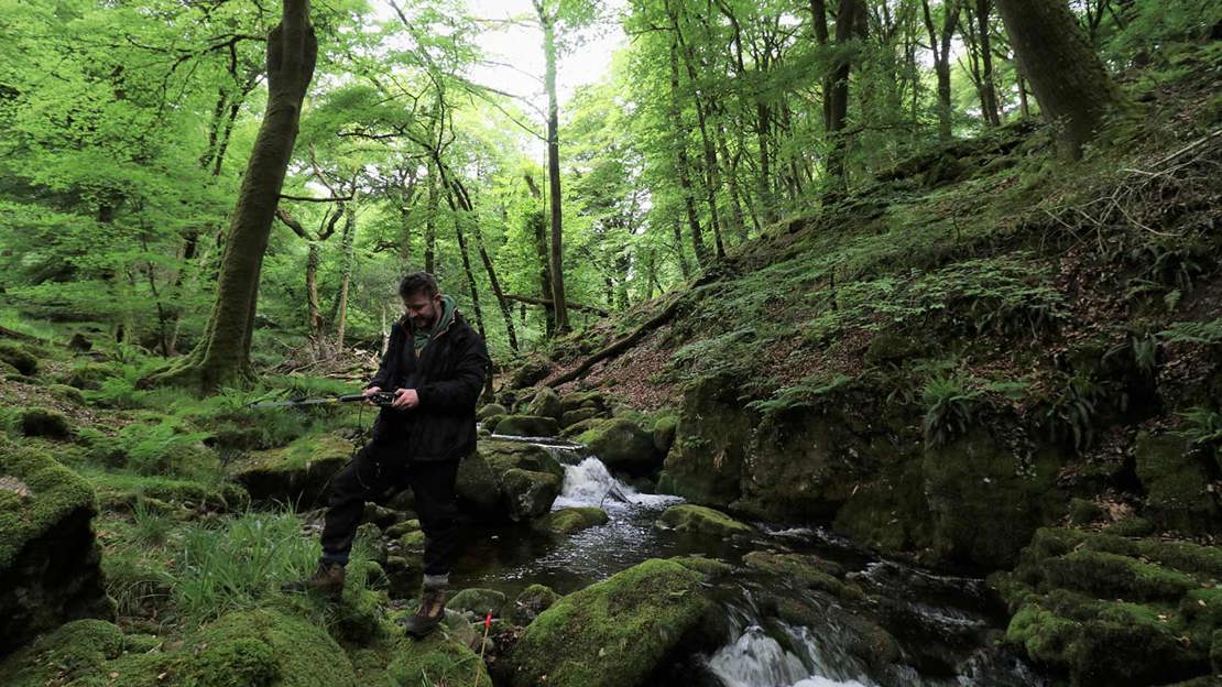 Tracking Blue Ground Beetles In Rainforest