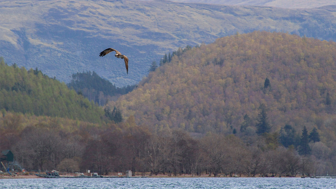 Osprey in flight above Loch Arkaig.