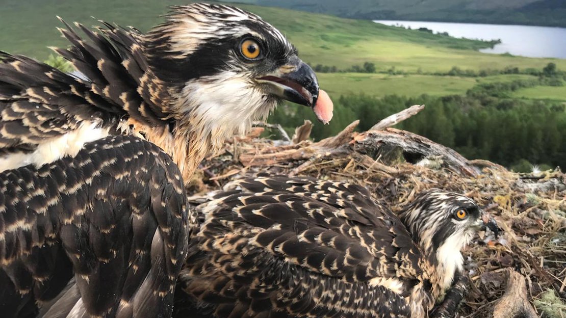 Two ospreys in a nest with Loch Arkaig in the background.