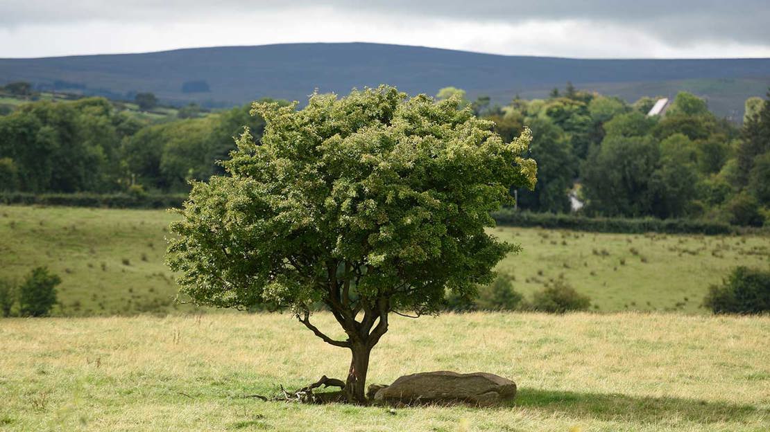 A solitary oak tree standing in a sunny field with a backdrop of distant hills