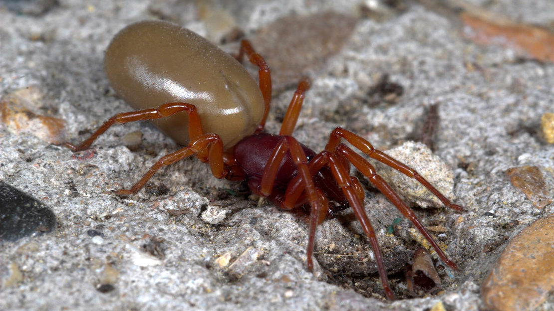 Venomous Animals In The UK Woodland Trust venomous-animals-in-the-uk-woodland-trust