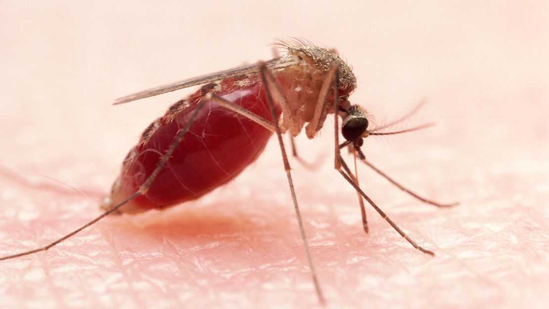 Mosquito gorged with human blood