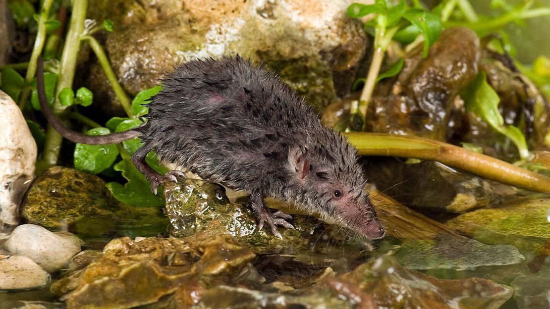 European Water Shrew (Neomys Fodiens) About To Re Enter Water