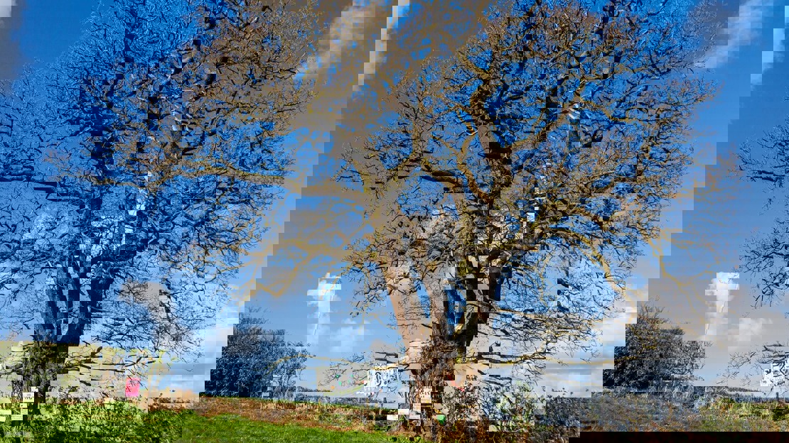 Bare oak tree standing in a hedge under a blue sky