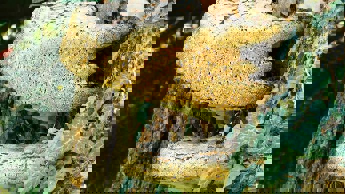 Close up of oak bracket fungi on tree trunk