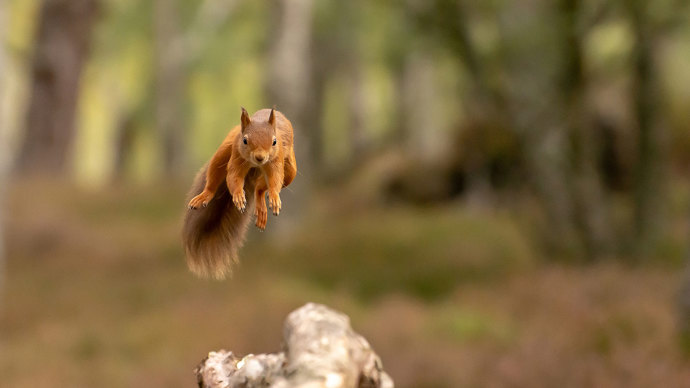 A red squirrel jumping towards camera, on its way to a log in the foregound