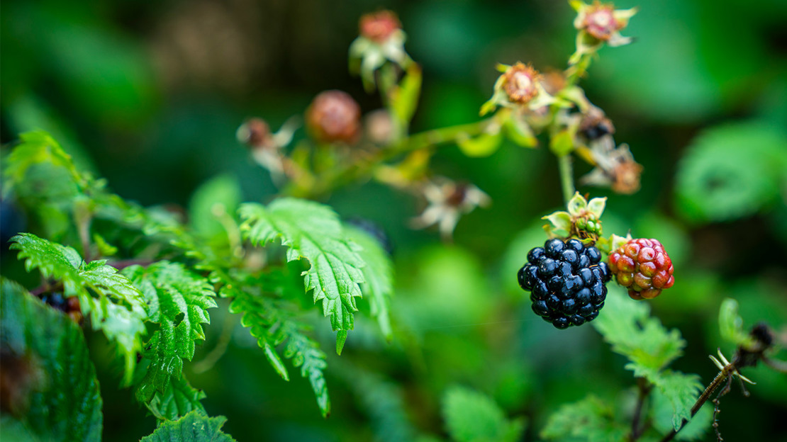 Close-up of ripe blackberry on bramble branch.