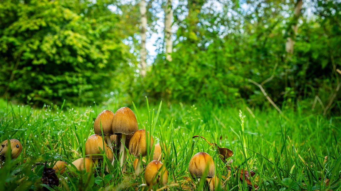 Clump of mushrooms in dew-soaked grass.