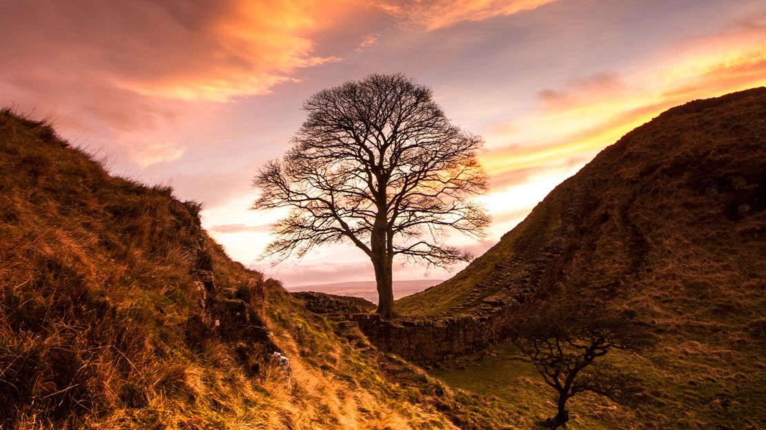 Sycamore Gap tree at sunset with sloping hills on either side.