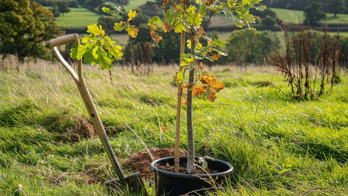 Spade alongside a sapling in a field