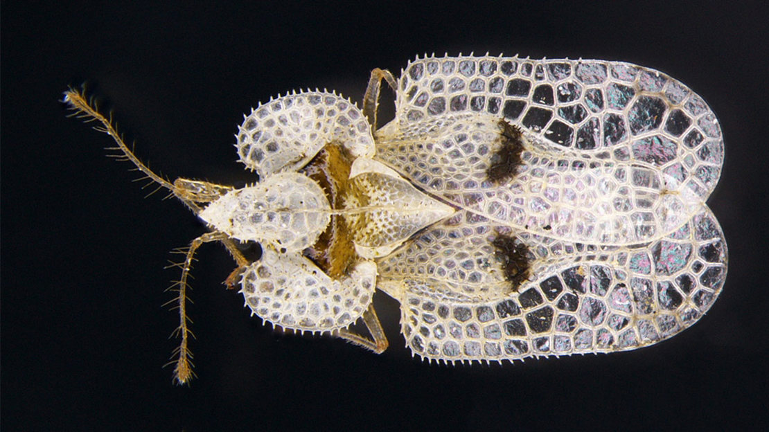 Close-up of plane lace bug against dark background.
